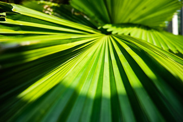 Obraz premium Colorful tropical palm leaves. Close-up.