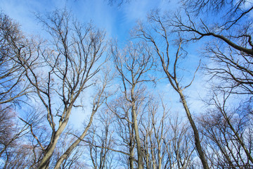 Deciduous trees treetops without leaves over blue sky at sunny winter day