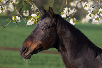 Obraz premium Kopf eines Pferdes