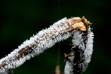 Fungi grow on the dry plant straw