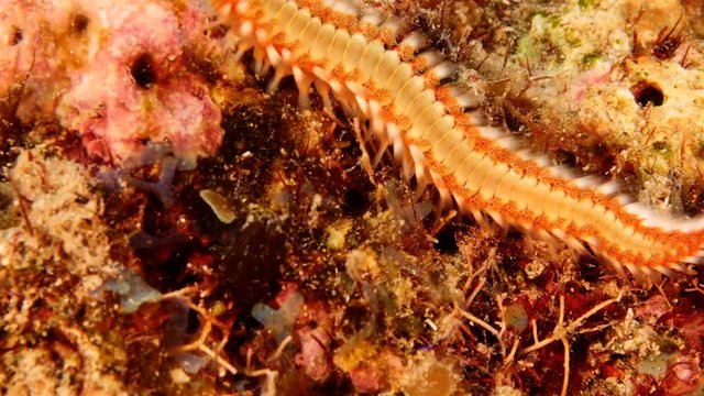 Close up of fireworm as a part of the coral reef in the Caribbean Sea around Curacao