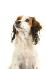 Portrait of a cute small dutch waterfowl dog looking up isolated on a white background