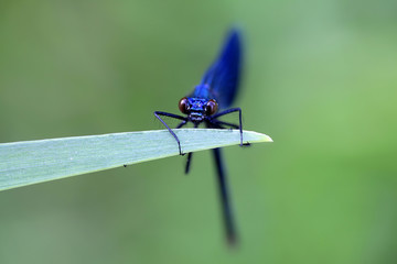 Beautiful blue insect