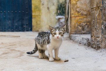 Obraz premium Street Kitty (cat) on the streets of Marrakesh and Essaouira in Morocco in the fishing port and medina near the colored wall. Postcard, travel concept