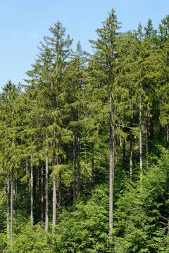 european spruce trees or picea abies. Harz mountains in Germany