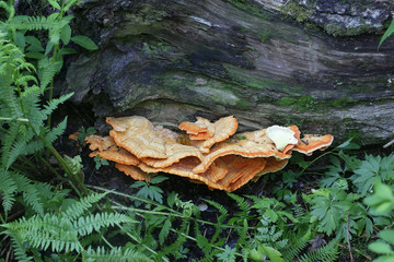 Crab-of-the-woods, also called sulphur polypore, sulphur shelf, and chicken-of-the-woods