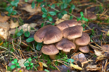 Tricholoma imbricatum, Matt knight mushroom