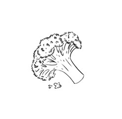 Hand drawn green broccoli cabbage. Outline, white background