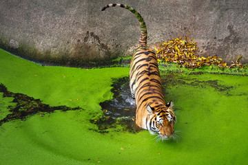 Asian tiger is resting in the water.