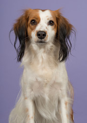 Fototapeta premium Portrait of a cute small dutch waterfowl dog looking at the camera on a purple background in a vertical image