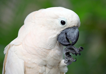 Sulphur-crested cockatoo In the natural atmosphere.