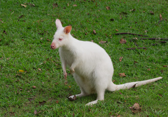 White Bennett's Wallaby (Macropus rufogriseus) is resting on the grass. © MrPreecha