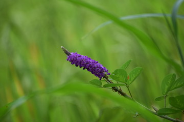 “Minds are like flowers; they open only when the time is right.”