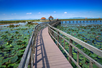 Fototapeta premium Natural wooden bridge in the lotus pond.