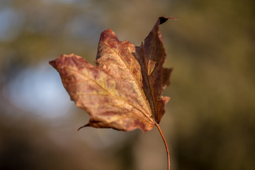 leaf in autumnm