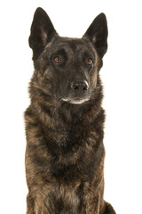 Portrait of a brindle dutch shepherd dog looking away isolated on a white background