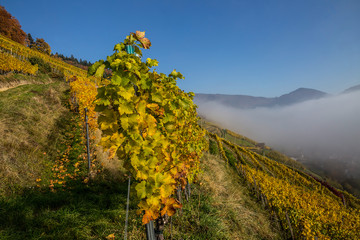 Weinberge Reben 