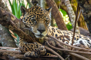 Fototapeta na wymiar Jaguar hugging tree