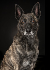 Portrait of a brindle dutch shepherd dog looking at the camera on a black background