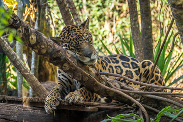 Jaguar resting