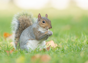 Cute gray squirrel sitting and eating in grass