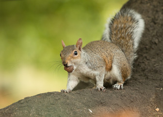 Naklejka na ściany i meble Cute gray squirrel sitting on a tree root holding a chesnut in its mouth