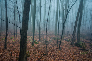 wood in fog