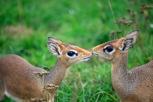 Portrait of two dik-dik of the smallest antelope