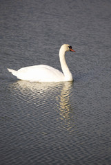 Beautiful white swan in the water