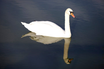 Beautiful white swan with water reflection