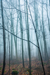 wood in fog