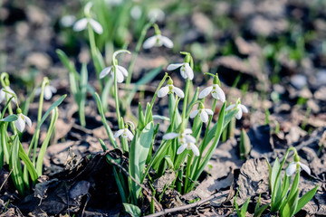 Forest glade with delicate snowdrops in last year's foliage. Concept of the first spring plants, seasons, weather