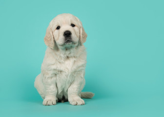 Cute golden retriever puppy looking at the camera sitting on a turquoise blue background