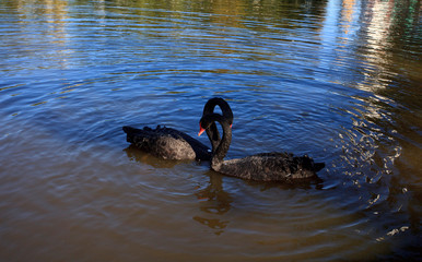A pair of lovely black swans in the water of a lake