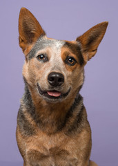 Portrait of a australian cattle dog looking cute with tongue a bit out on a purple background in a vertical image