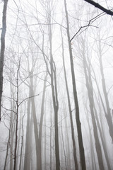 wood in fog