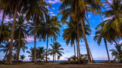 Aerial photography of palmtrees