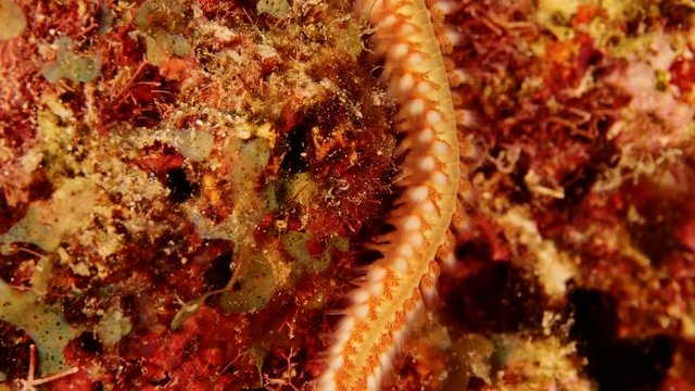Close up of fireworm as a part of the coral reef in the Caribbean Sea around Curacao