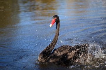Beautiful black swan in water drops