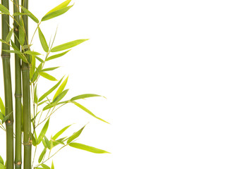 Bamboo leaves and branches on a white background with space for copy