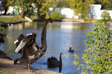Fototapeta premium Beautiful black swans by the pond