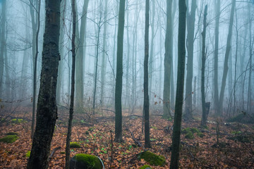 wood in fog