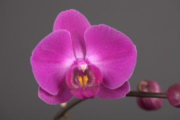 Beautiful flower pink orchid on gray background close up