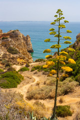 Fototapeta premium Cliffs of Algarve coast in Portugal
