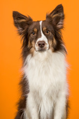 Portrait of miniature american shepherd dog looking at the camera on an orange background