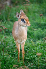 the smallest antelope dik-dik in green grass
