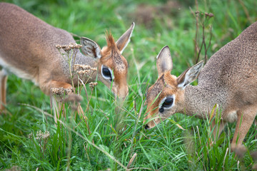 Portrait dik-dik smallest antelope