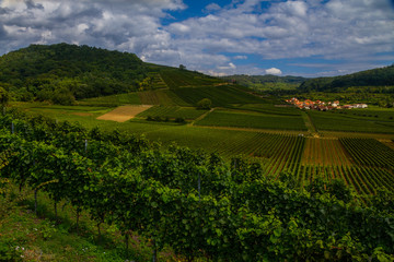 Fototapeta premium Weinberge Reben 