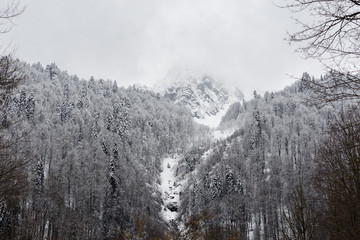 Krasnaya Polyana, Sochi, Russia. View of the snow covered forest and the trail of an avalanche on the mountain. Rock in the fog