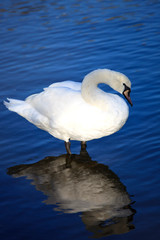Beautiful white swan on blue water background